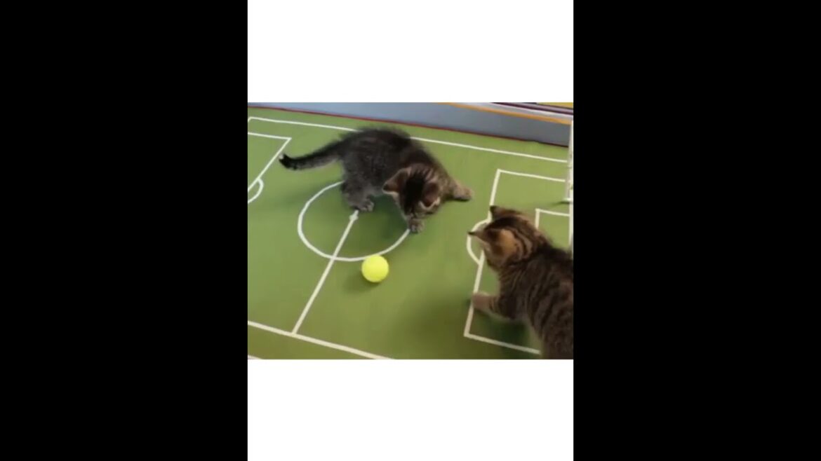 Funny cats videos, These cute cats are playing football!🥰Gray cat vs brown cat who will win?😜#shorts