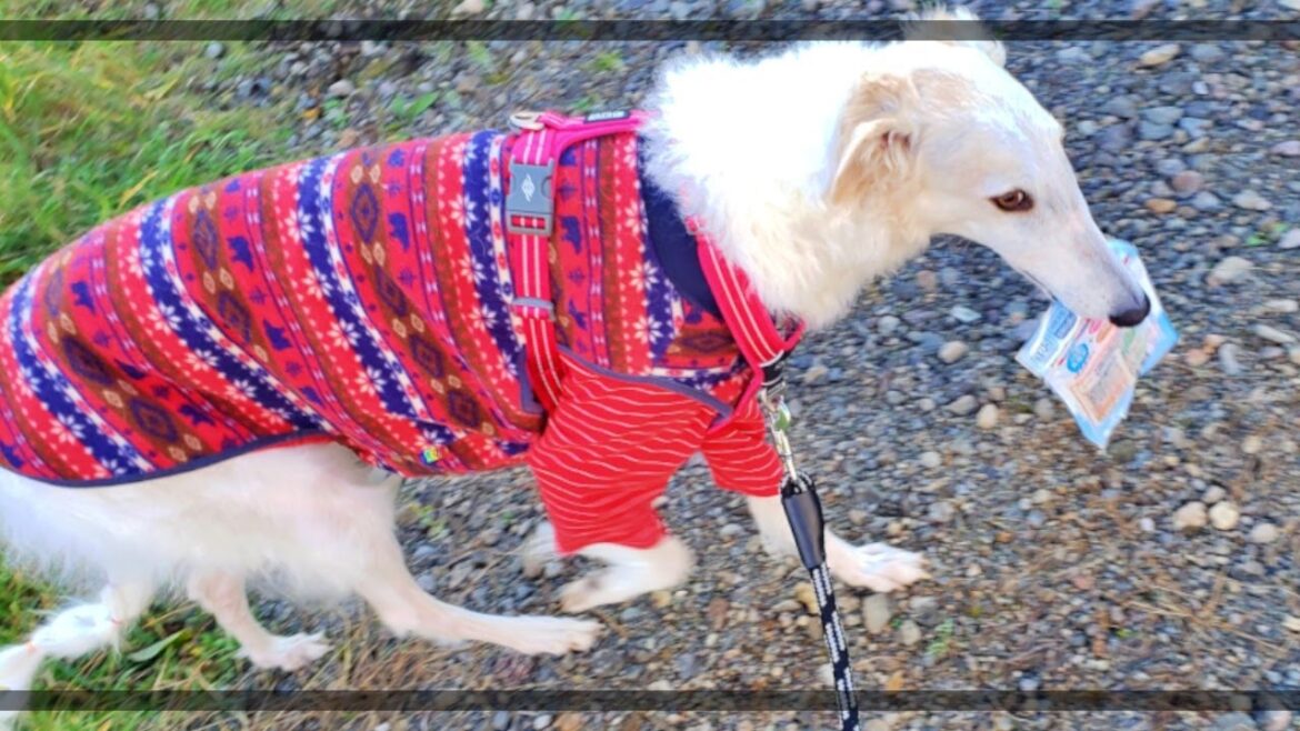 大型犬ボルゾイのお買物。【帰宅】