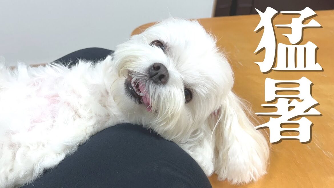 猛暑すぎて愛犬が溶けました【マルチーズ】 猛暑すぎて愛犬が溶けました【マルチーズ】