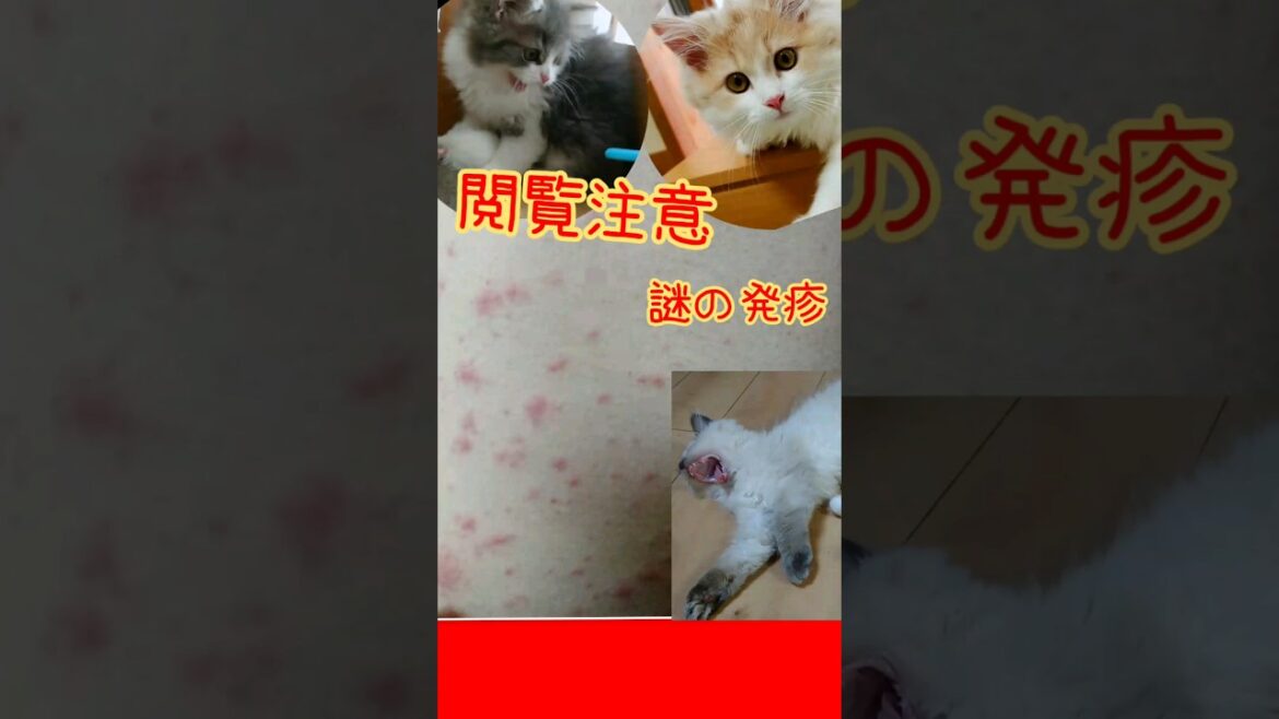 お迎えから約3週間 サイベリアン siberian 多頭飼い 閲覧注意