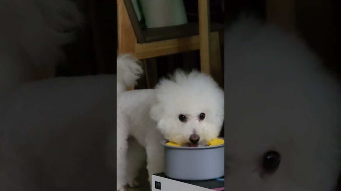 강아지 물먹는 거 구경하기/Watching dogs drinking water