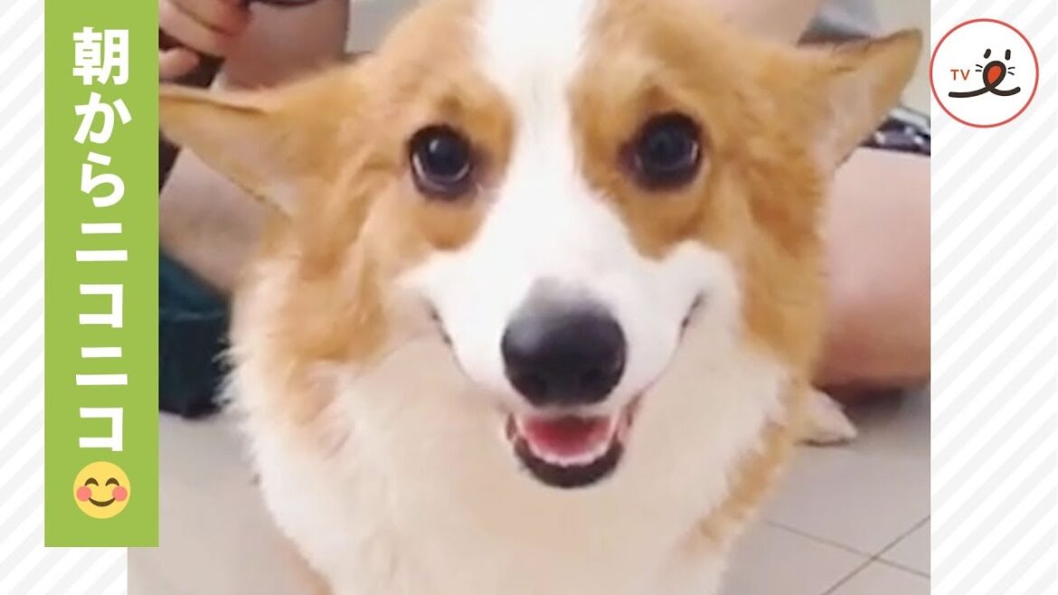 朝からシャンプーするコーギーちゃん🐾ルンルン気分でヒコーキ耳♪【PECO TV】