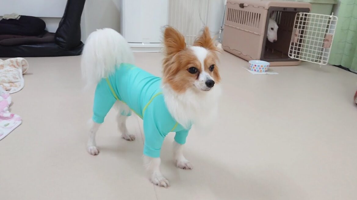 パピチワちゃんが来たんだよ　🐶ひみつきちなう！①🐶  2023年8月5日