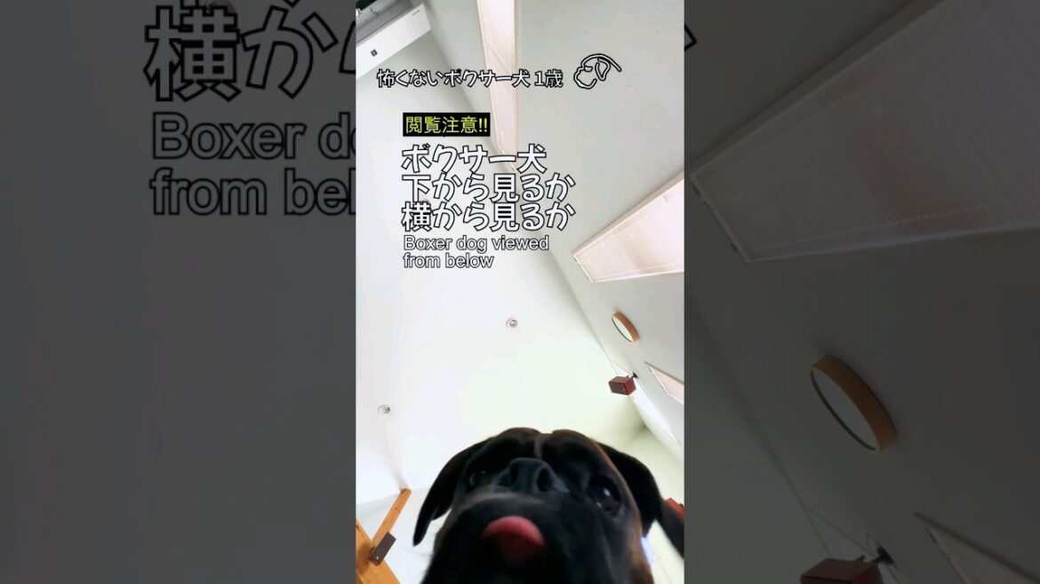 ボクサー犬下から見るか横から見るか #shorts #boxerdog ボクサー犬下から見るか横から見るか #shorts #boxerdog