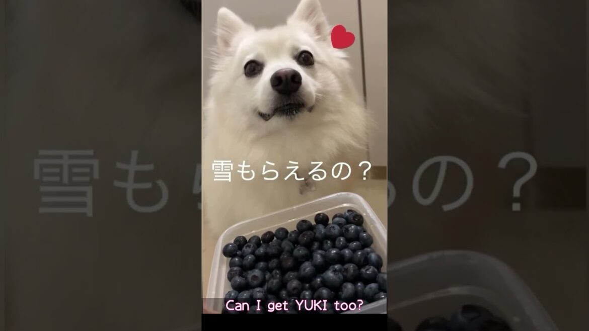日本スピッツの雪ちゃん,初めてのブルーベリー♡　#shorts, #japanesespitz, #ショート