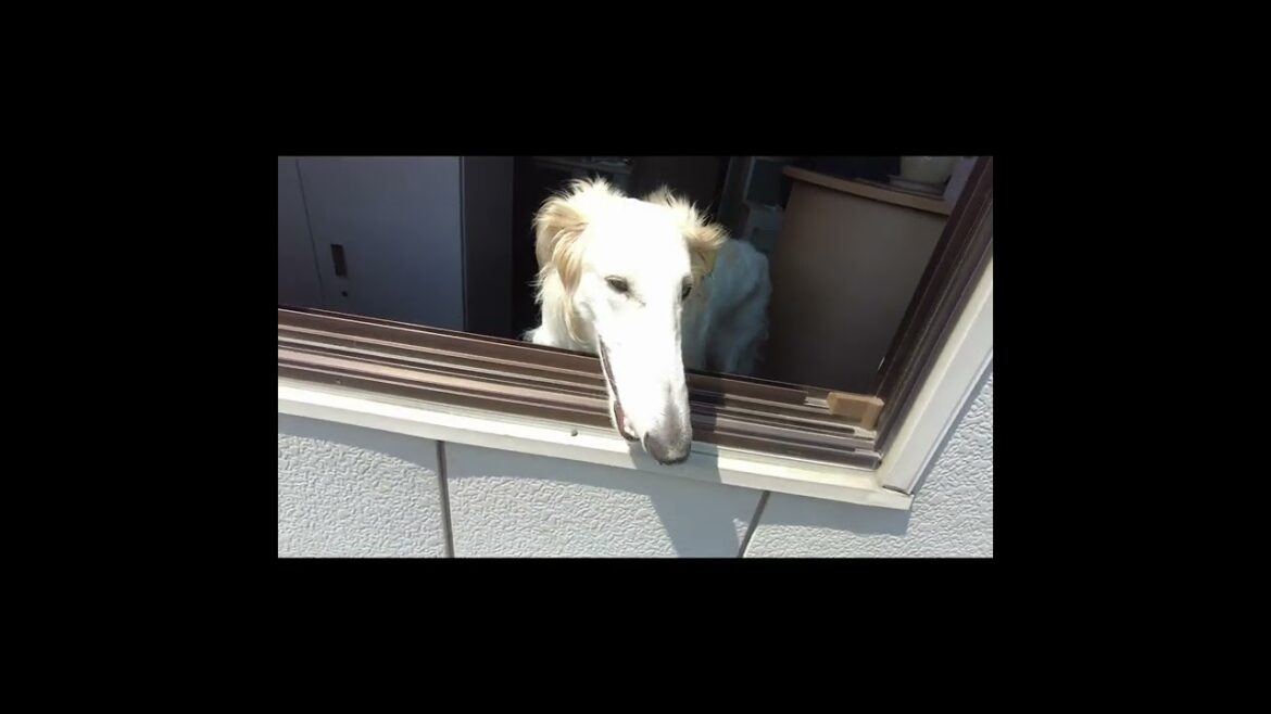 ボルゾイ お散歩行きたいよ🐕🐕🐕　#Shorts