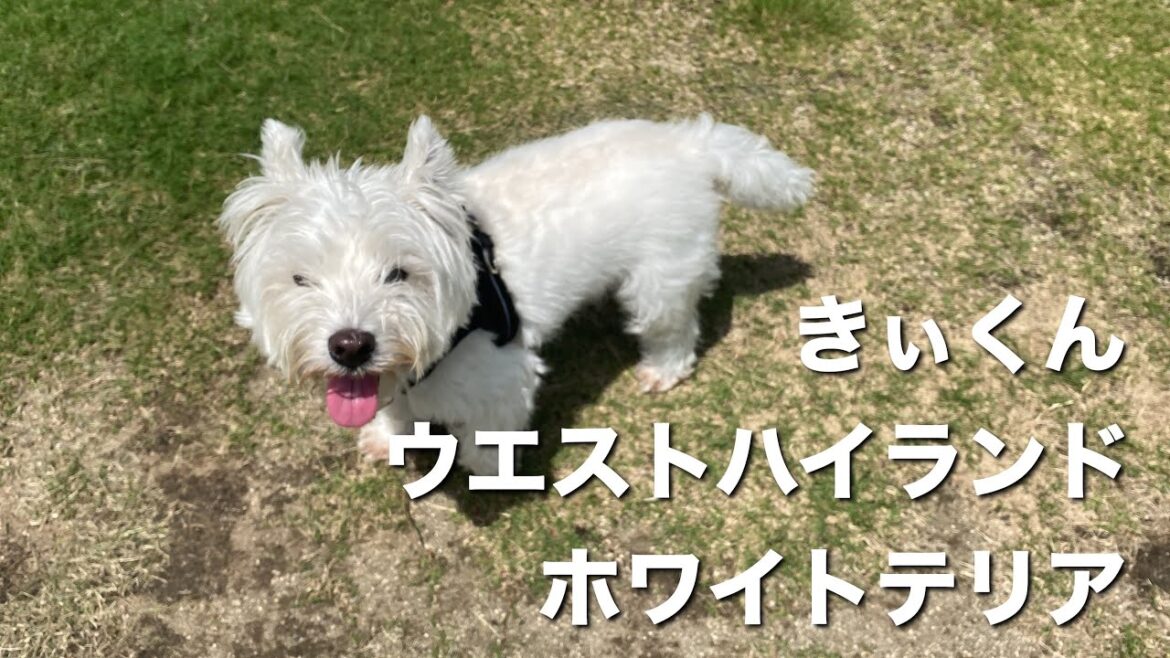 ウエストハイランドホワイトテリア　きぃくん【west highland white terrier】