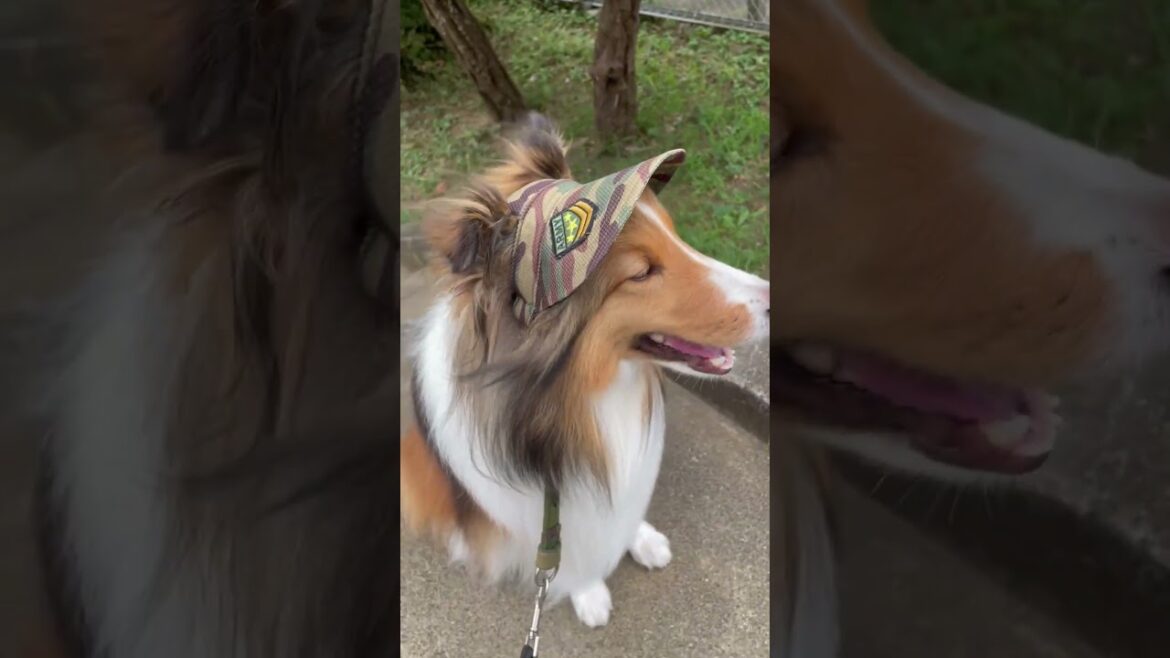 シェルティと夏とサンバイザー