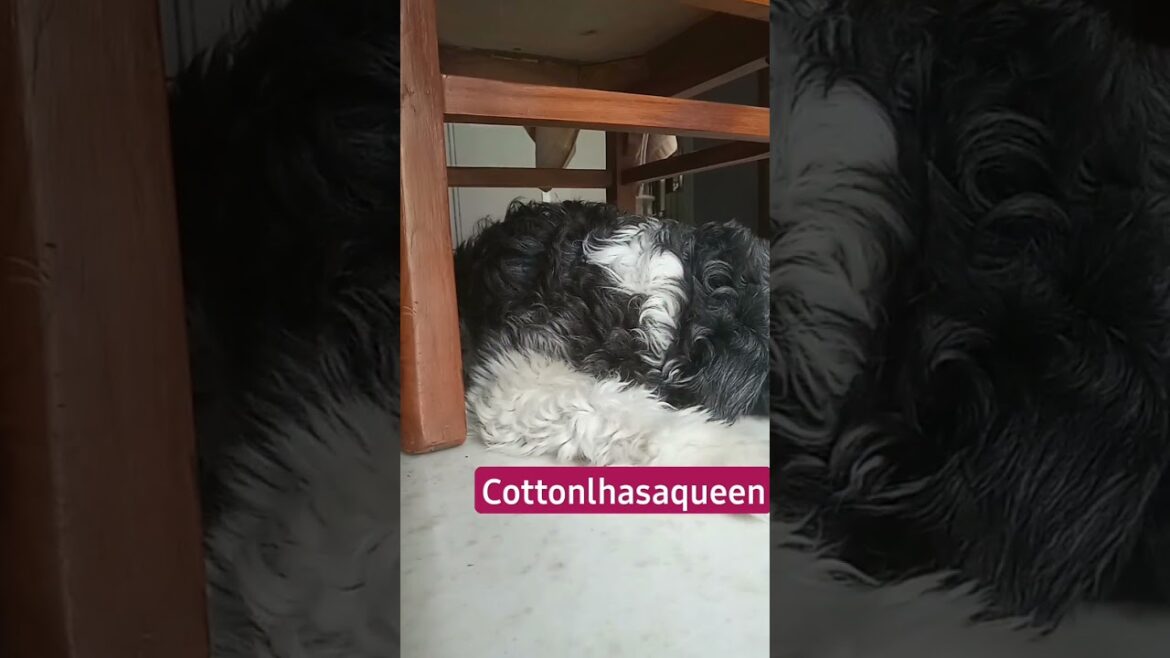 under the chair, sleeping lhasa apso Cotton🧿💤💫 #trendingonyoutube #dogreelsofinstagram #youtubedogs