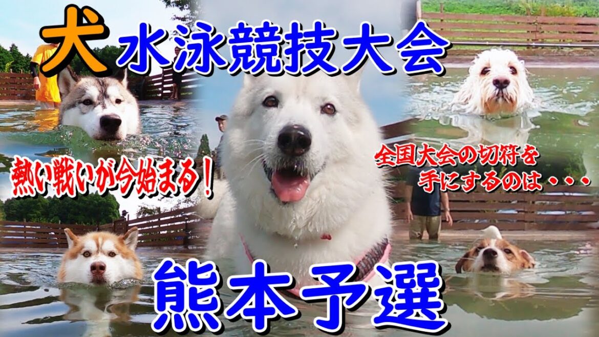 【熱いい戦いが今始まる】犬水泳競技大会熊本予選！全国行きを手にするのは・・・