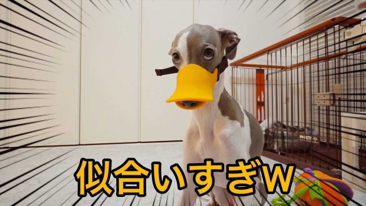 お耳に薬を入れるとガチギレする犬が危ないからアヒルの口輪を買ってきたらwww