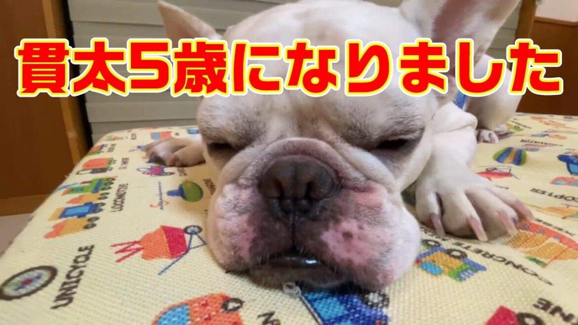 貫太5歳になりました【フレンチブルドッグ】【Frenchbulldog】