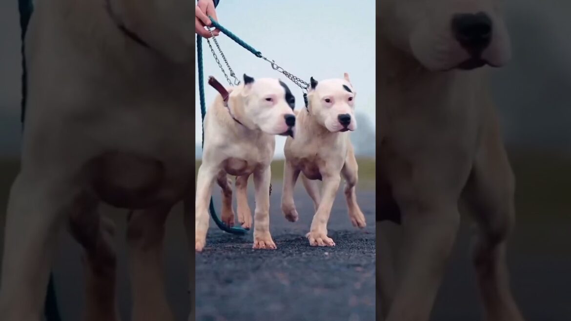The Unforgettable Dogo Argentino Transformation!