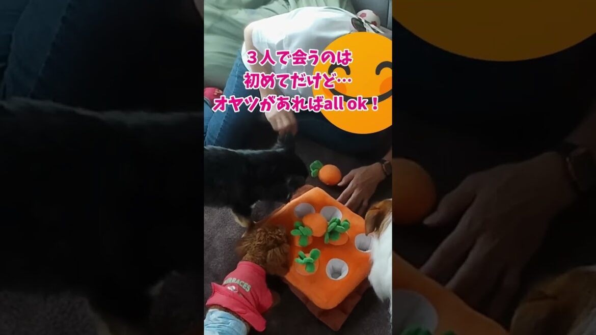 みんな仲良し☆犬の幼稚園みたい！ジャックラッセルテリアのひまわり#shorts 【ひまチャンネル】
