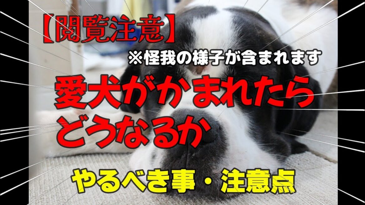 【咬傷事故にあってしまった時】★知っておくべき最低限必要な事★実際に咬まれると、冷静な対応が難しいです
