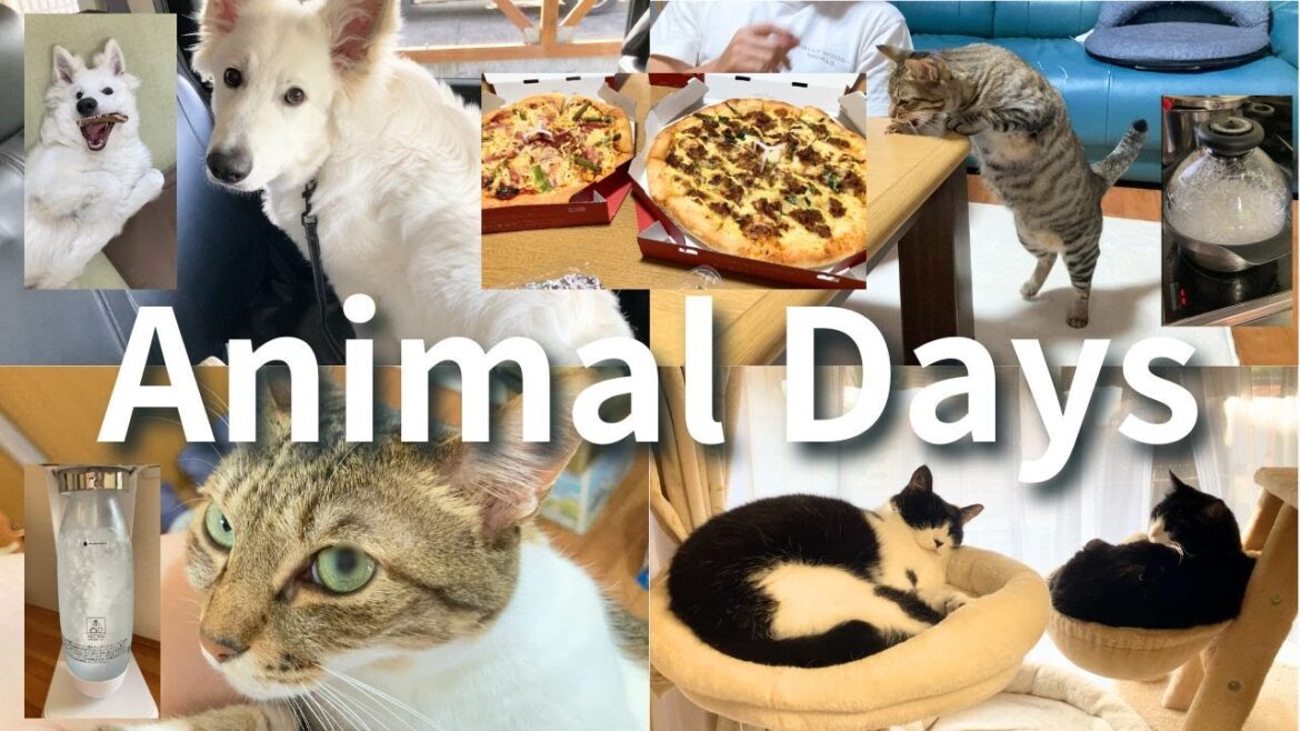 【フルタイムアラフィフの日常】元野良猫たちと5ヶ月ホワイトシェパードハクとの暮らし/ピザとご飯釜とsodastream【AnimalDays】