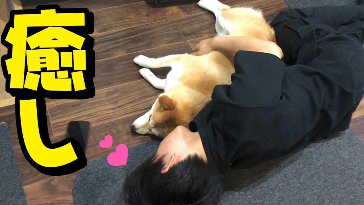 ちくわとの再会で心が癒されるお兄ちゃん