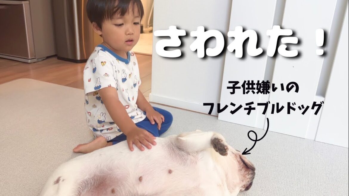 子供嫌いの元保護犬と3歳児の映えないモーニングルーティン【フレンチブルドッグ】