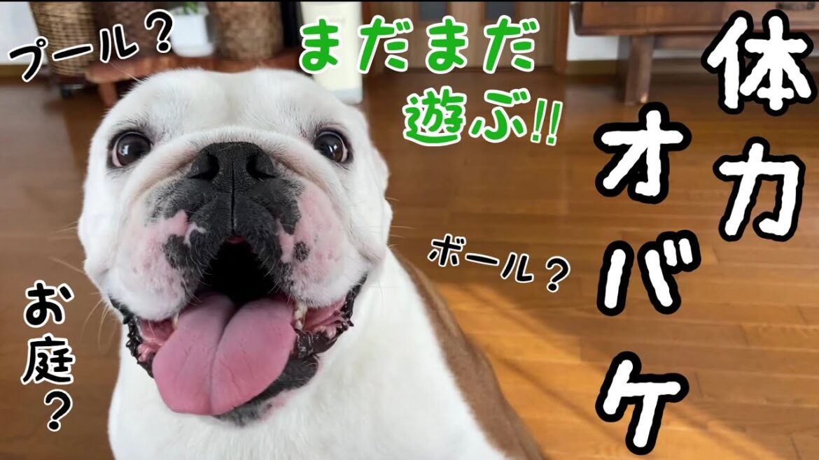 実家の夏休みを満喫する愛娘、無尽蔵のスタミナにジィジ＆バァバがお手上げしてしまいました…