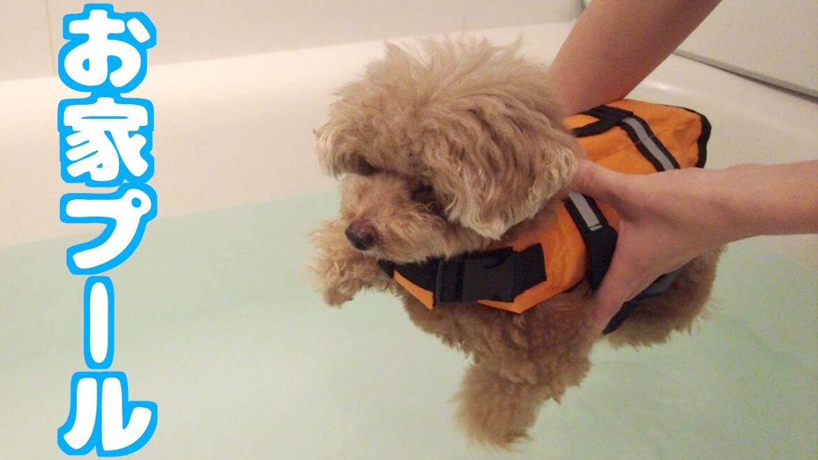 愛犬と家でプールの練習をしたらまさかの事態になりました