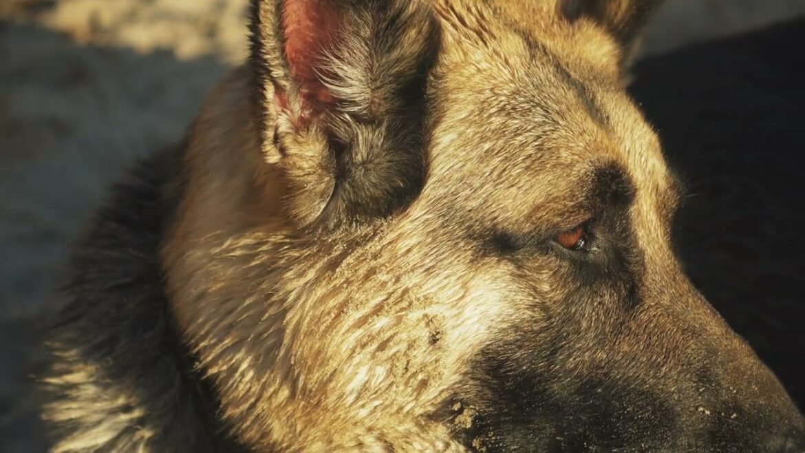 ジャーマン・シェパード・ドッグ - German shepherd