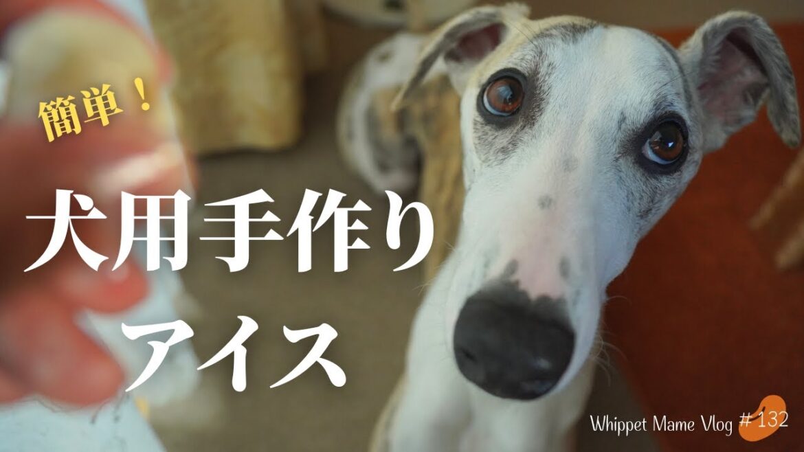 美味い！床が汚れない！簡単！犬用アイスを手作りしてみた　#132