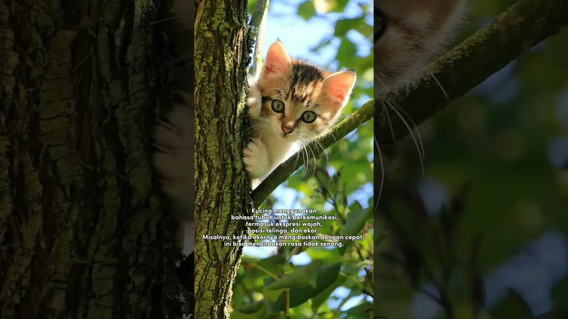 Inilah 3 hal unik tentang kucing #shorts #kucinglucu #kucingimut #kucing