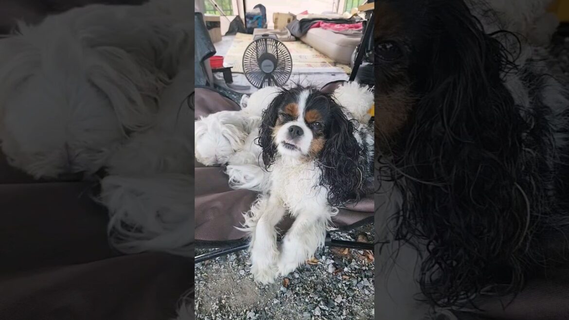 강아지 3초만에 행복한 낮잠타임 | 서울근교 애견캠핑장 | maltese dog | 킹찰스 스패니얼 키우기