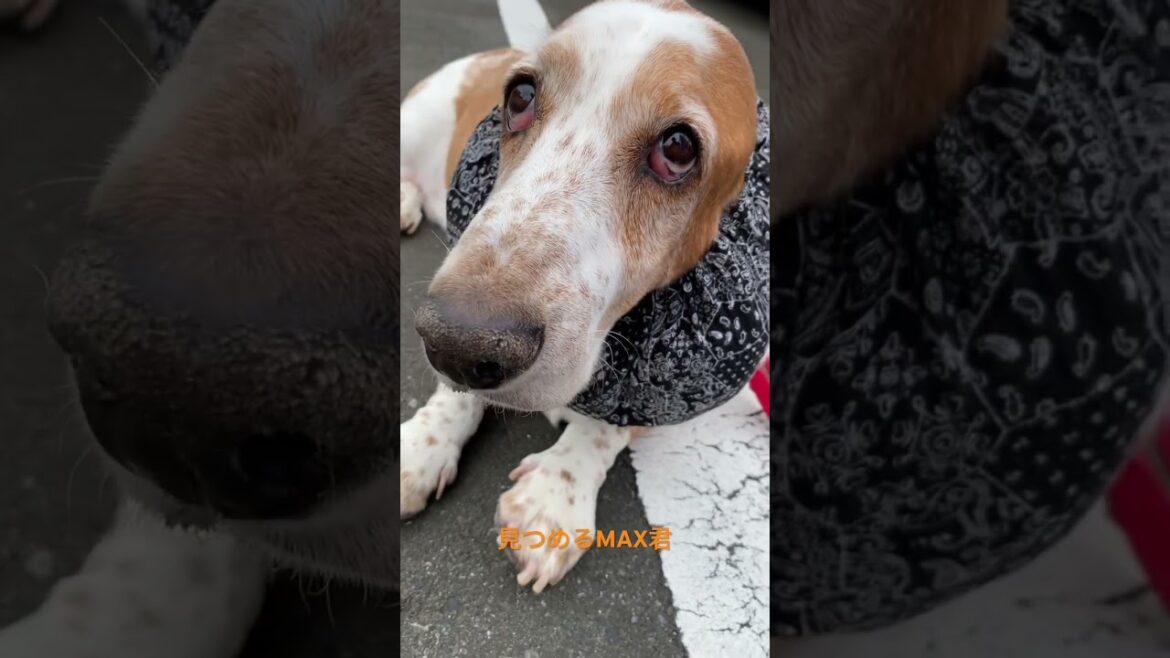 #bassethounds #dog #bassethound