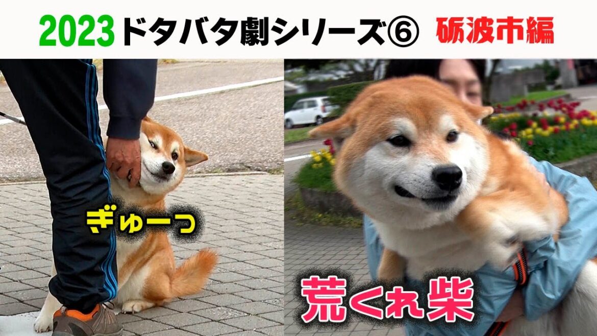 2023狂犬病予防注射会場のドタバタ劇⑥砺波市編 ※オープニングのタイトルには「シリーズ8」と記してありますが、正しくは⑥でございます。 2023狂犬病予防注射会場のドタバタ劇⑥砺波市編 ※オープニングのタイトルには「シリーズ8」と記してありますが、正しくは⑥でございます。