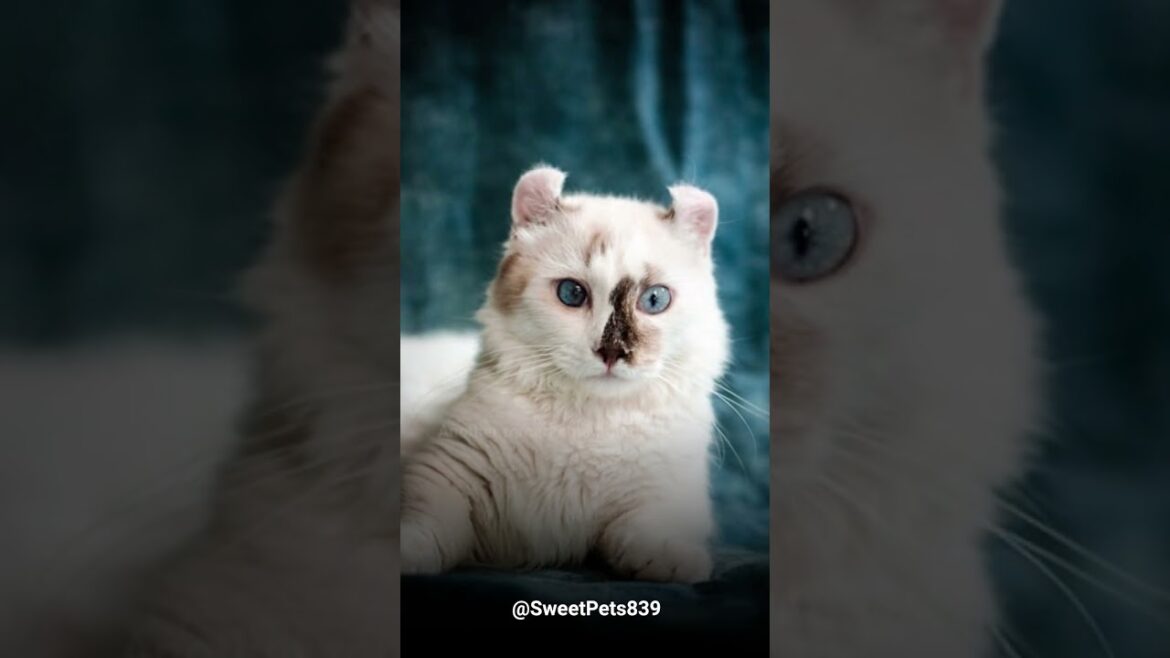 Hear this fact about these charming American Curls cat. Hear this fact about these charming American Curls cat.