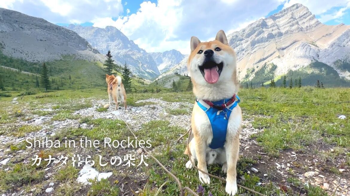 山を歩くと全身から嬉しい気持ちが溢れてくる山好きの柴犬たち【4K】