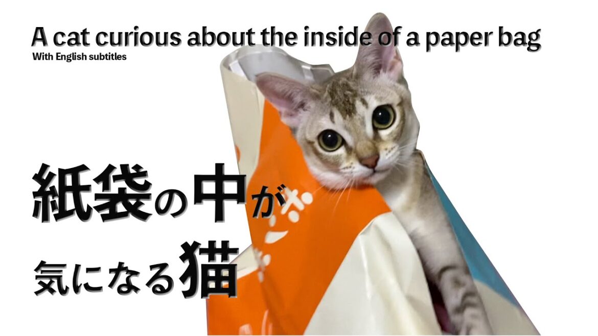 【シンガプーラ】紙袋の中が気になる猫がコチラです#cat #animals #pets #kitten #子猫 #セラ社長 【シンガプーラ】紙袋の中が気になる猫がコチラです#cat #animals #pets #kitten #子猫 #セラ社長