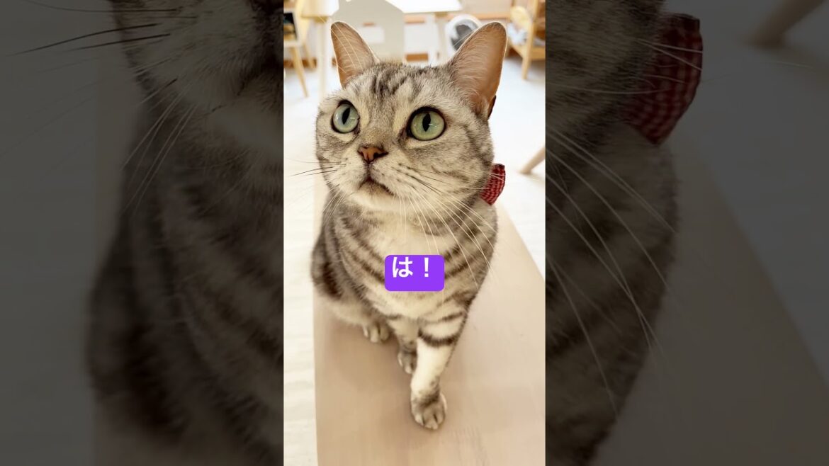 一瞬、憑依された猫 #shorts