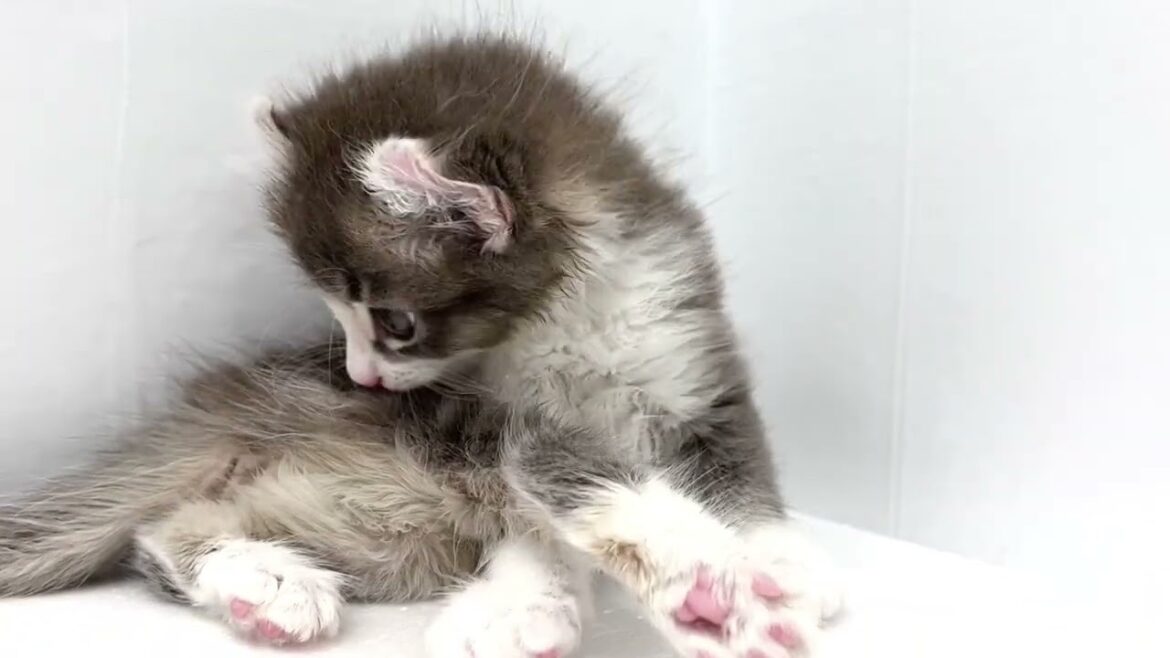 【2023/8/8撮影】アメリカンカールの子猫、女の子！初日でも物怖じしない豪快な毛繕いを披露！