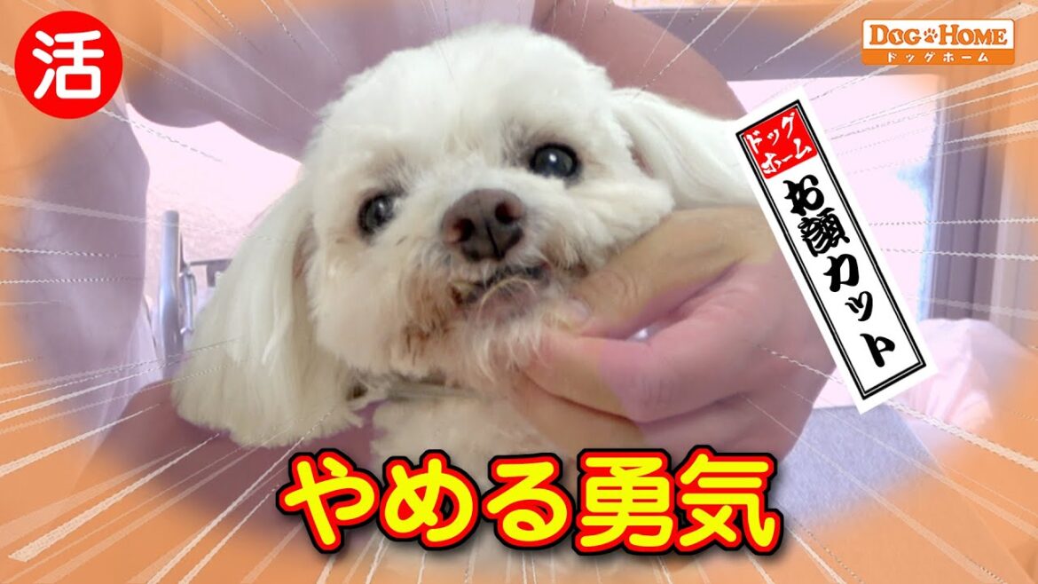 16歳!シニア犬の扱い方: お顔カット どこまで切れる。。。怒らない?噛みつかない?【マルチーズのナナちゃんカット編】 ୨୧∵トリミング サロン DOG HOME ドッグホーム∵୨୧ 16歳!シニア犬の扱い方: お顔カット どこまで切れる。。。怒らない?噛みつかない?【マルチーズのナナちゃんカット編】 ୨୧∵トリミング サロン DOG HOME ドッグホーム∵୨୧