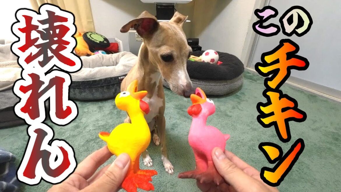 犬と暮らすようになって3年以上、やっと出会えた頑丈おもちゃ #イタグレ #ミニピン