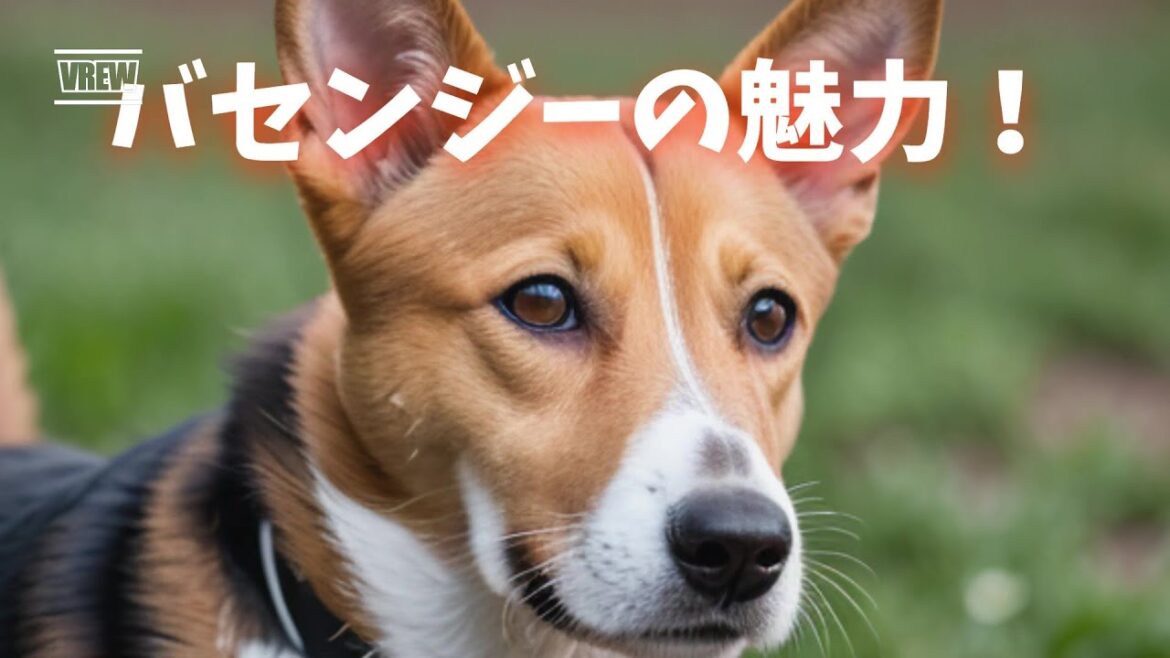 バセンジーの魅力！