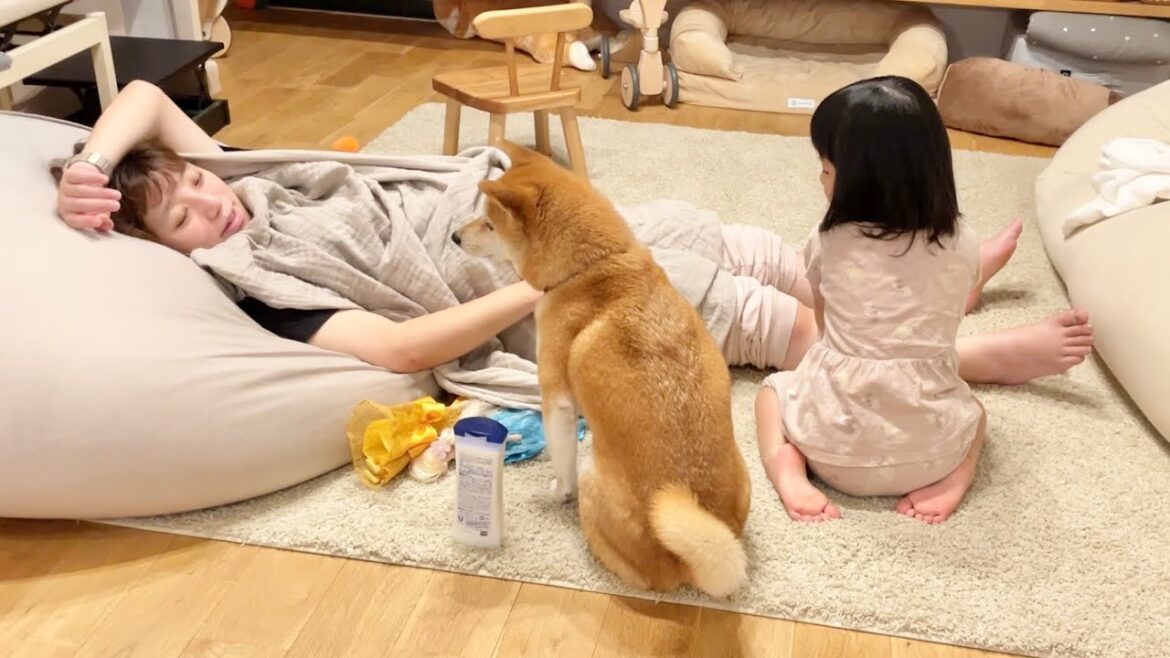妊婦ママをマッサージ中どさくさに紛れこんでくる柴犬