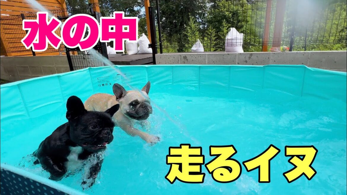 水中を自由自在に駆け巡るチビっこチームがスゴすぎるｗｗ