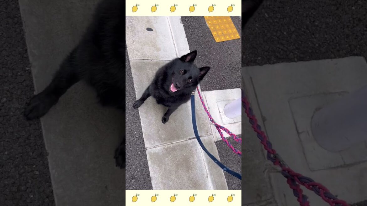 犬のようちえん・ほいくえん・お泊りトレーニング＃スキッパーキ#犬のしつけ#shorts