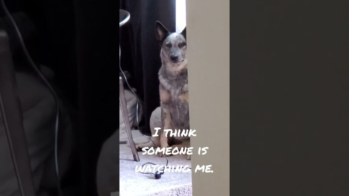 Luna the Australian Cattle Dog-watching me