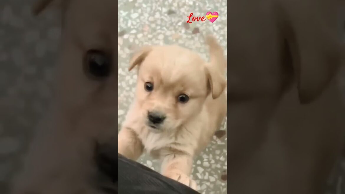 25 Day's cute Puppy 💕🐕 #doglover #viralshorts