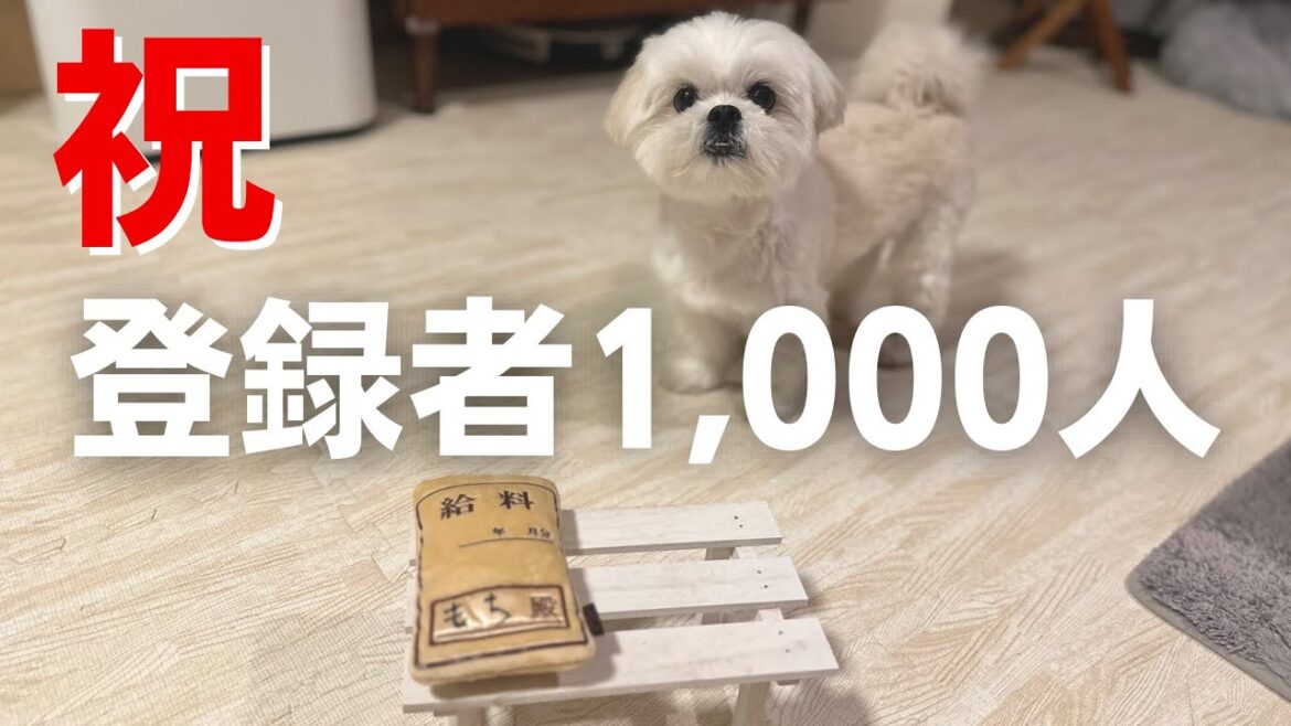 祝!チャンネル登録者1000人を達成したマルペキの犬 / マルチーズ×ペキニーズ 祝!チャンネル登録者1000人を達成したマルペキの犬 / マルチーズ×ペキニーズ