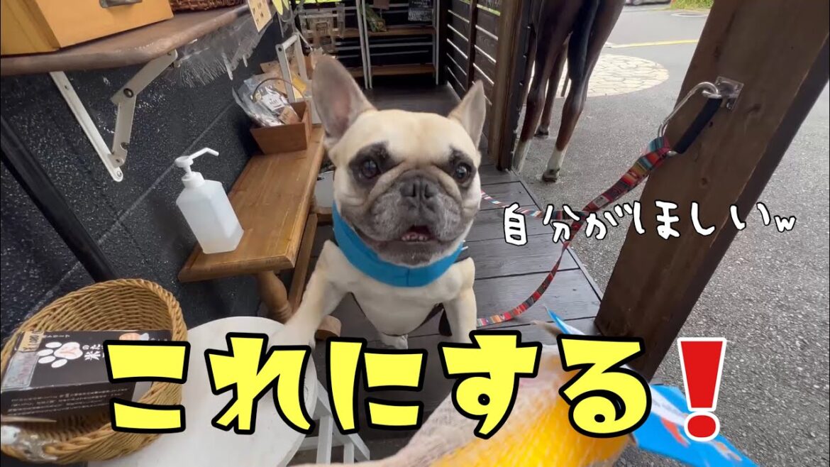 わが家の不思議ちゃんコンビが兄ちゃんの誕生日プレゼントを買いに行ったら？