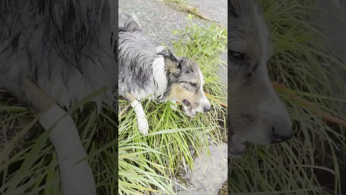 川岸ギリギリで草食べまくる犬…【ボーダーコリー トライマール 】 川岸ギリギリで草食べまくる犬…【ボーダーコリー トライマール 】