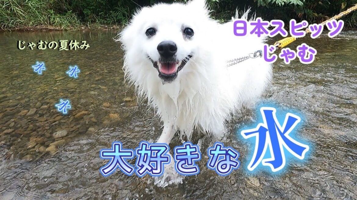 じゃむの夏休み~川遊びをしたよ~ じゃむの夏休み~川遊びをしたよ~