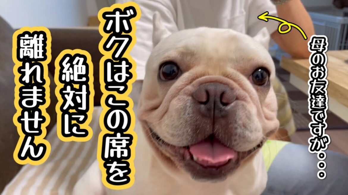 終始！母の友達から離れないフレンチブルドッグ！