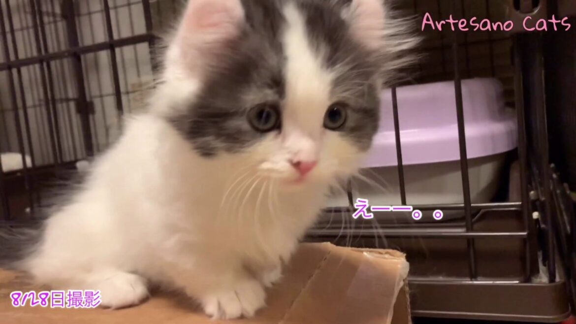 てんやわんや！恒例 ハコパーティの全貌とは！？ベンガル キンカロー(マンチカン×アメリカンカール) 子猫