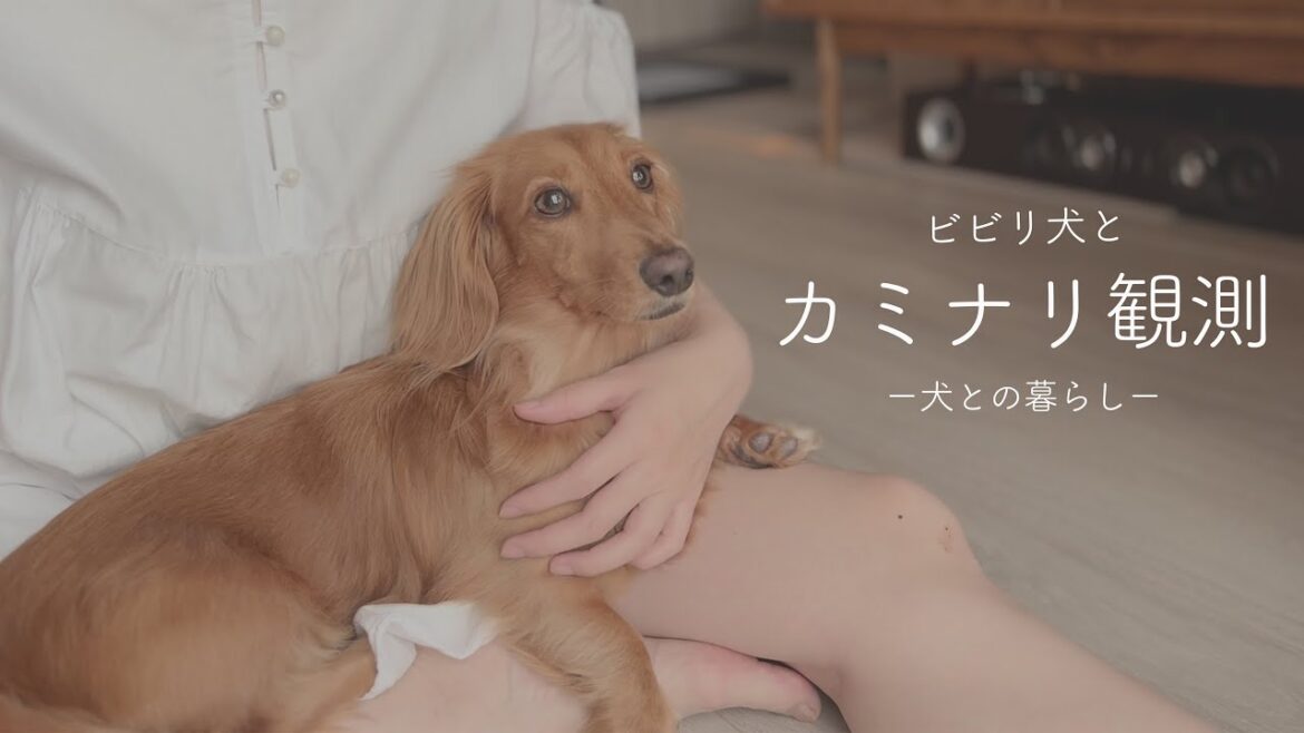 雷の音が怖くてママにピッタリ【ミニチュアダックスフンド】
